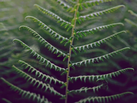 Ferns